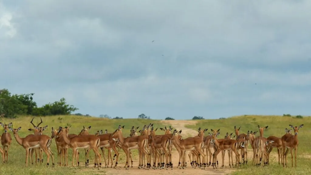 Impala herd standing on open ground, typical African wild dog prey