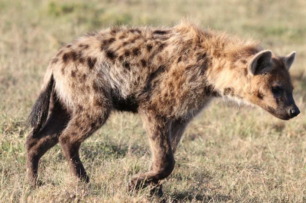 A spotted hyena on the savanna, the main thief of African wild dog kills