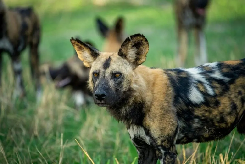 Where do African wild dogs live? A pack of African wild dogs resting in open grassland