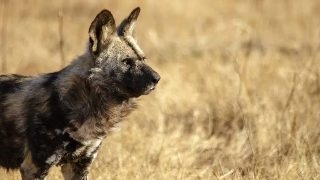 An adult African wild dog standing in golden grass