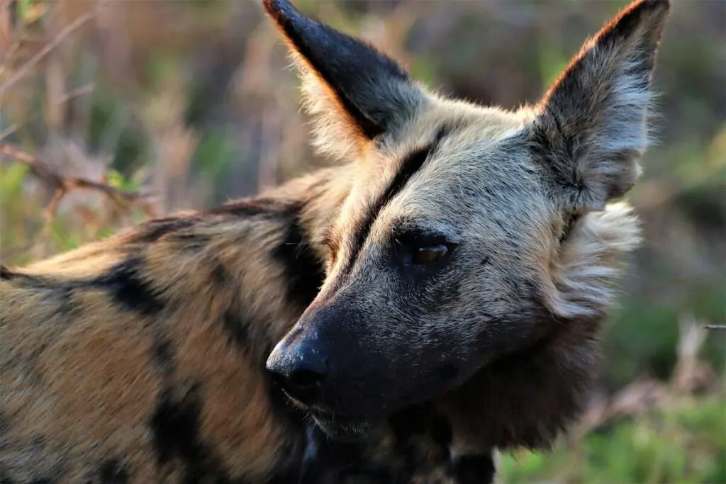 Close-up of an African wild dog head and mottled coat