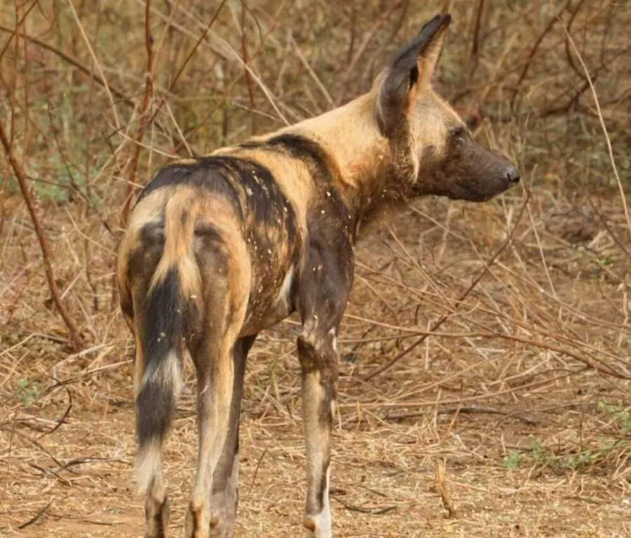 An African wild dog standing in dry bush country