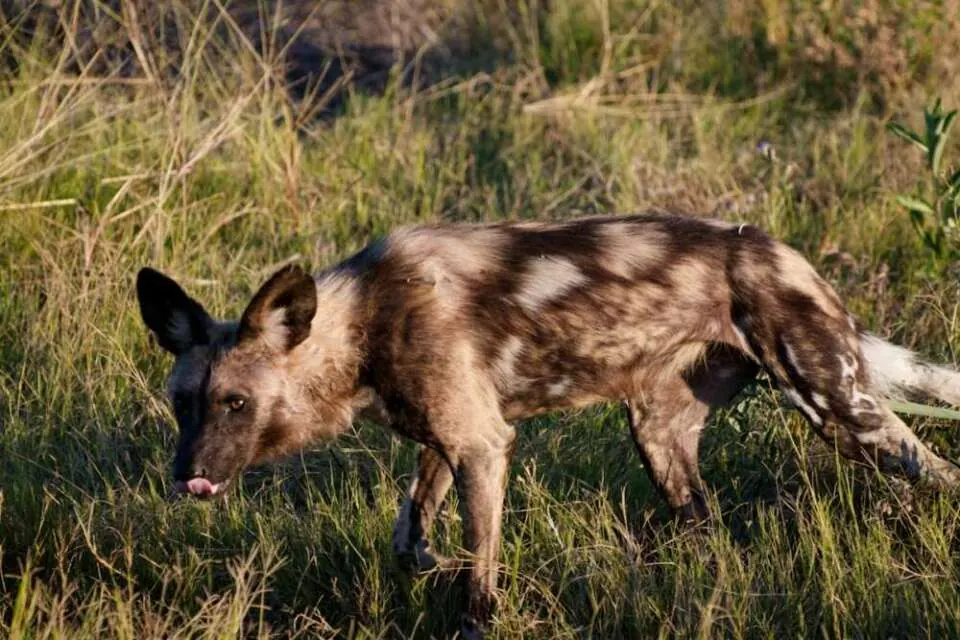 An African wild dog moving through grass while hunting in the Okavango Delta