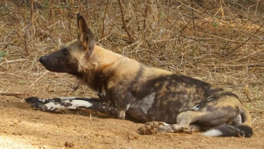 An African wild dog lying on bare ground