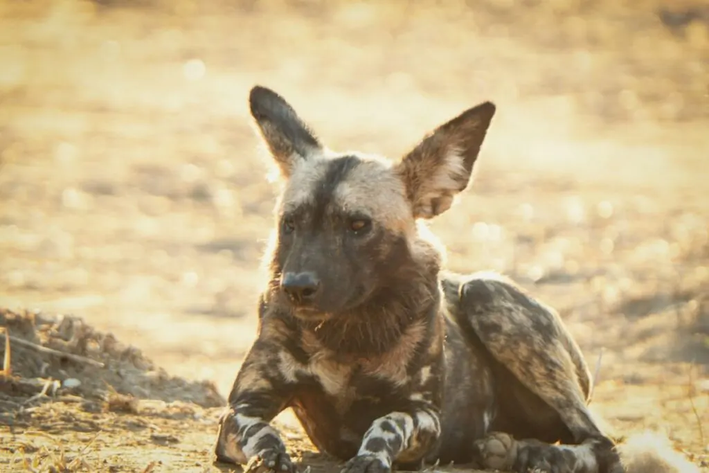 An African wild dog lying down in a dry landscape