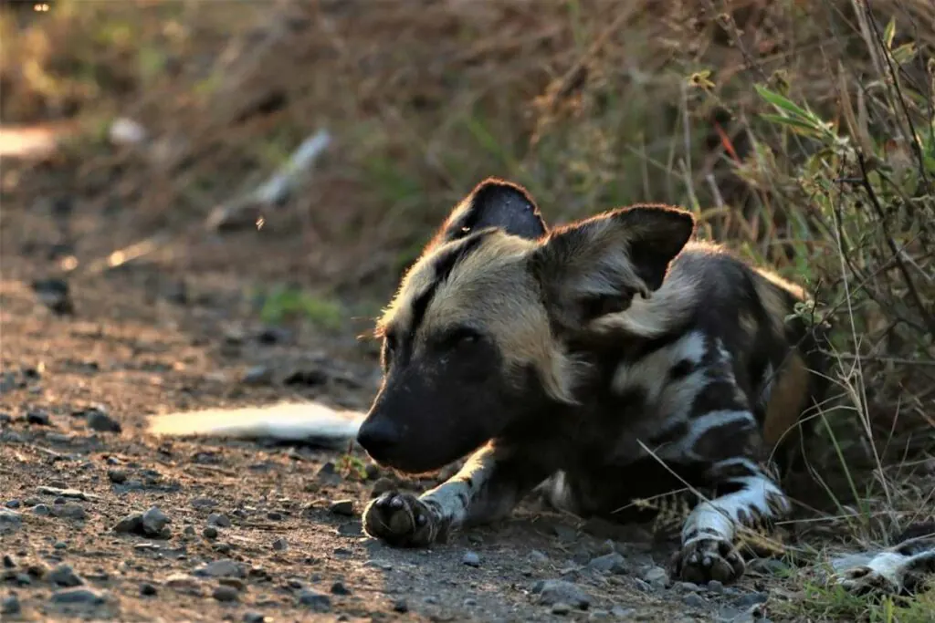 An African wild dog lying on the ground