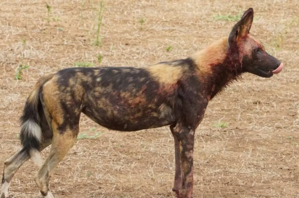 An African wild dog showing its mottled coat