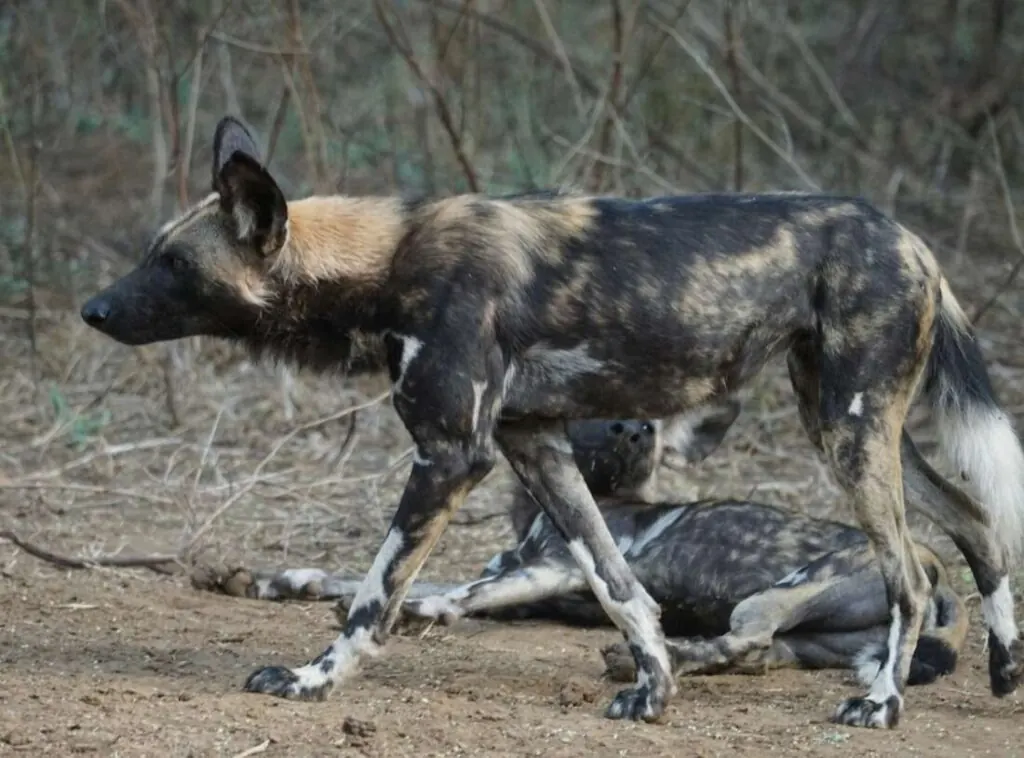 An African wild dog standing beside a pack member lying on the ground