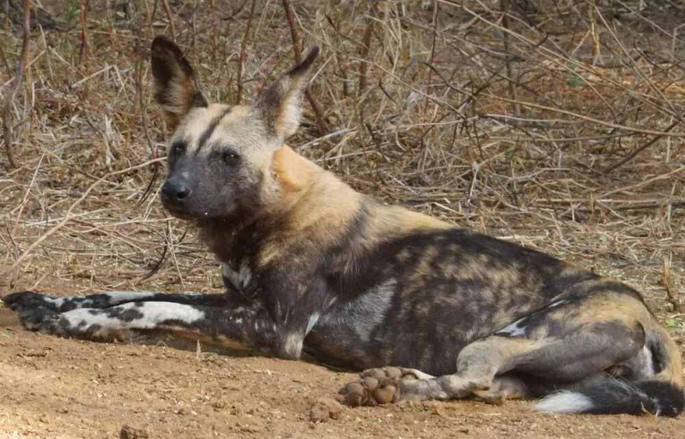 An African wild dog resting on dry ground