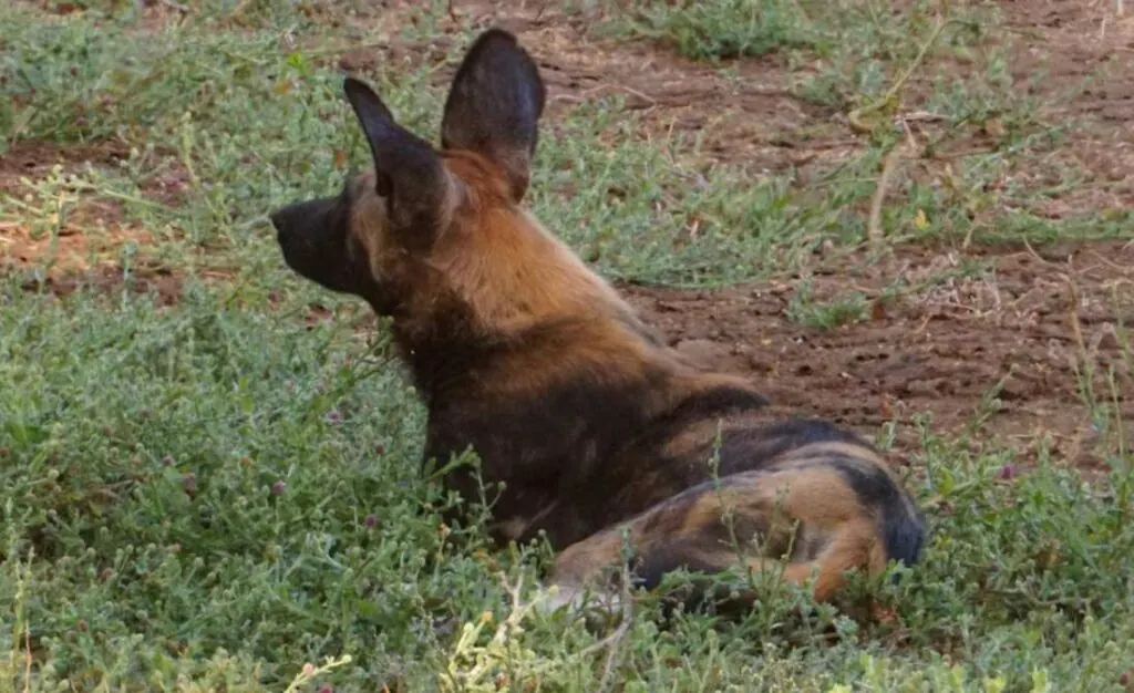 An African wild dog resting in grass