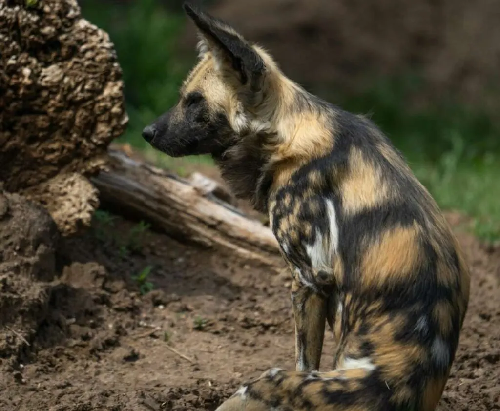 An African wild dog sitting beside a fallen log