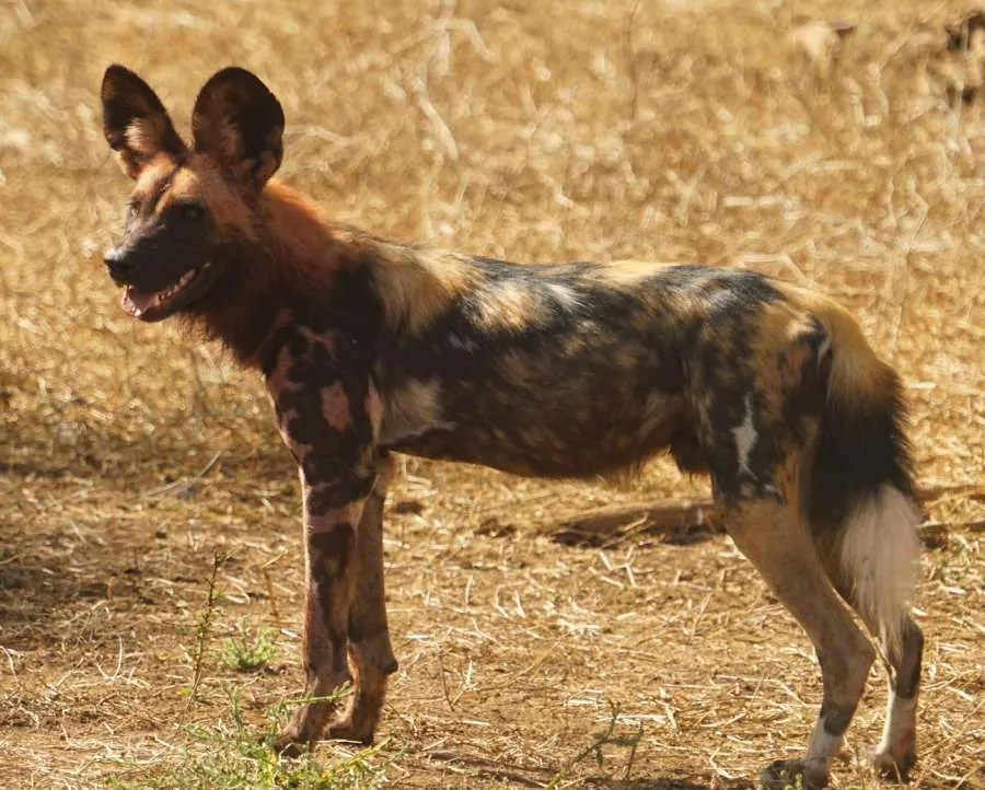 An African wild dog standing in a field
