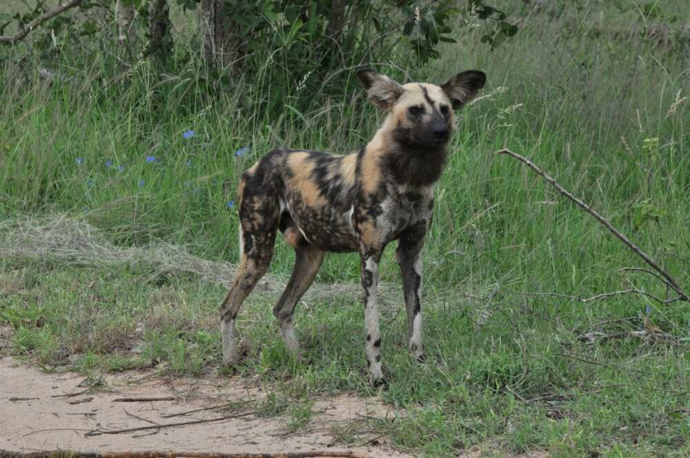 An African wild dog standing on a track beside green grass