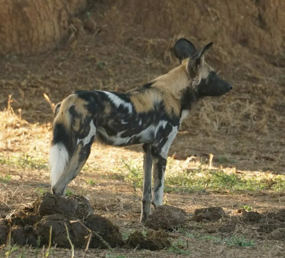 An African wild dog standing on bare dirt