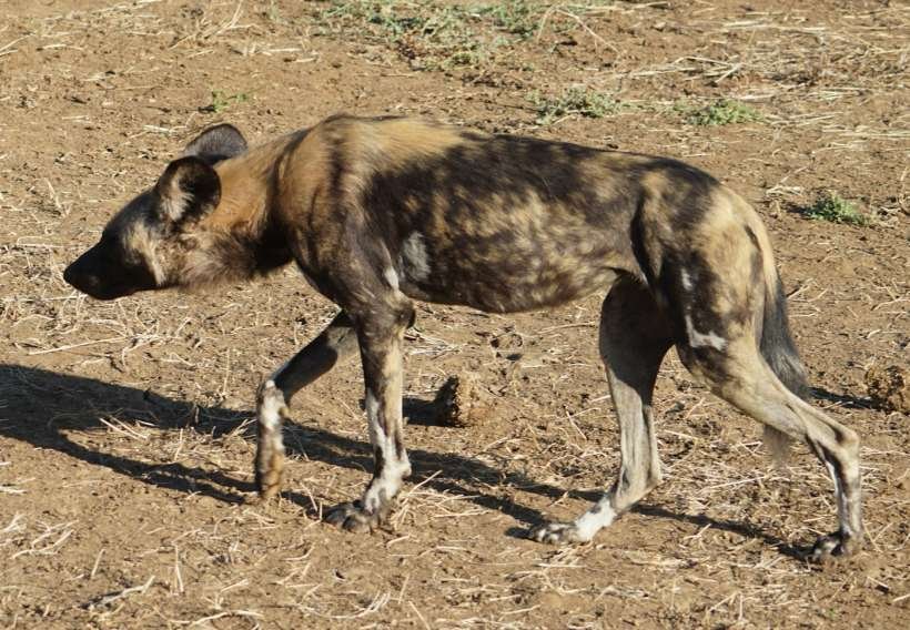 An African wild dog walking across open ground
