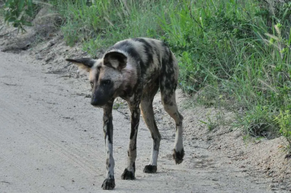 An African wild dog walking along a sandy road