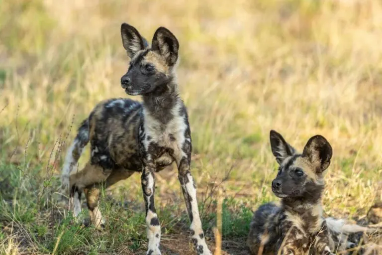 Two African wild dogs in dry grass, one standing and one lying down