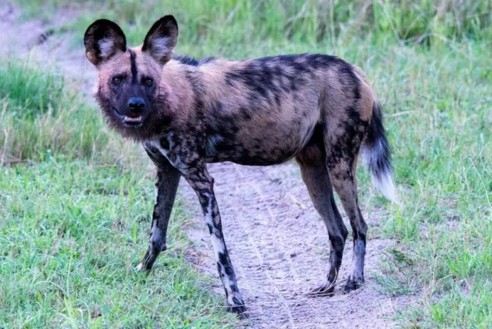 How many African wild dogs are left: a painted wolf standing on a grassy path