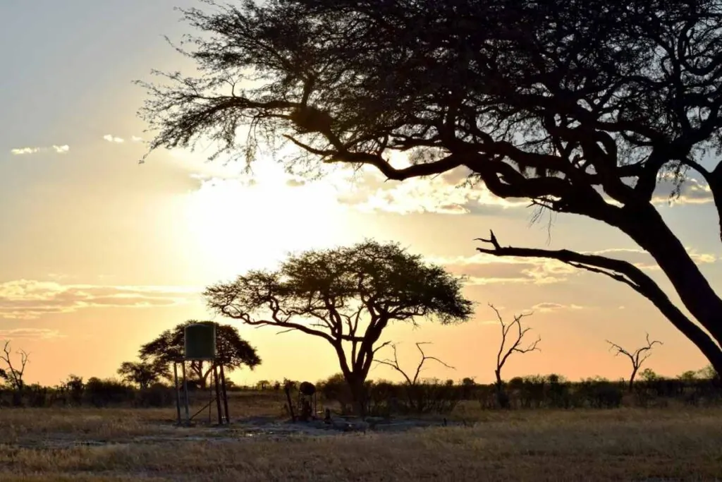 A giraffe in dry grass during a late-afternoon game drive in Hwange National Park