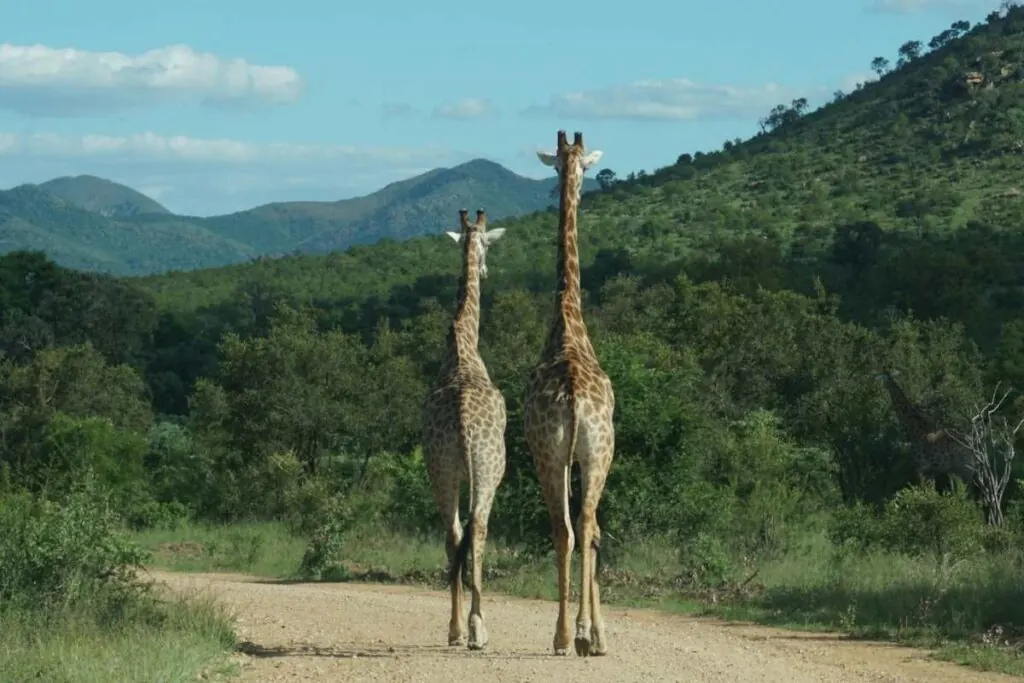 Two giraffes walking along a dirt road in Kruger National Park