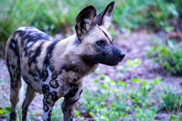 An African wild dog, also called a painted dog or painted wolf, looking toward the camera