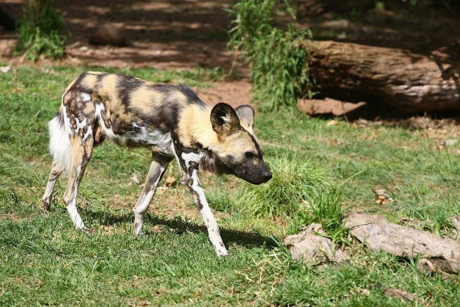 A painted dog standing on green grass