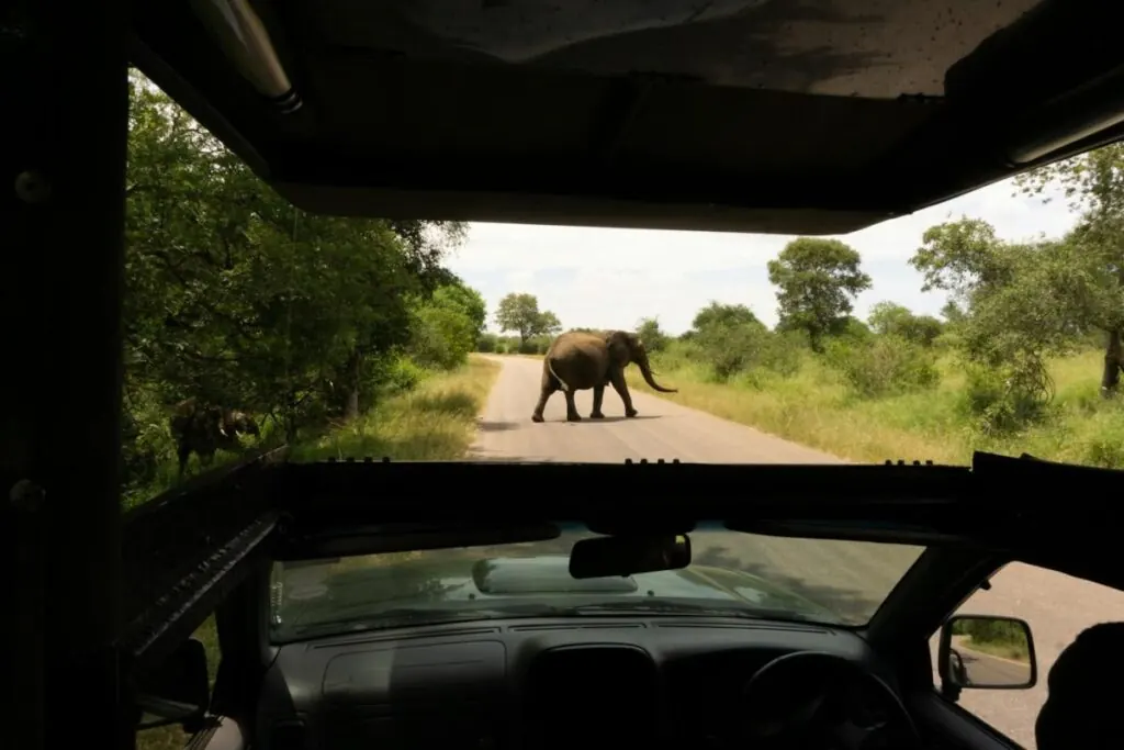 An elephant crossing a road in front of a safari vehicle