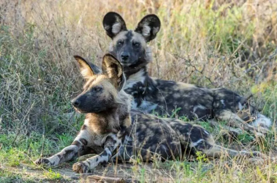 Two African wild dogs resting together in dry grass