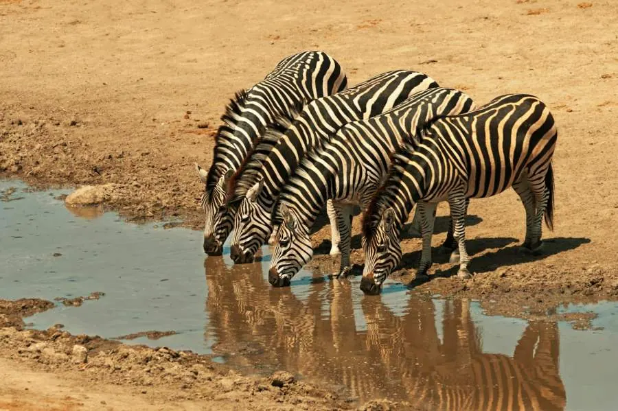 Zebras drinking at Masuma Dam in Hwange National Park, Zimbabwe